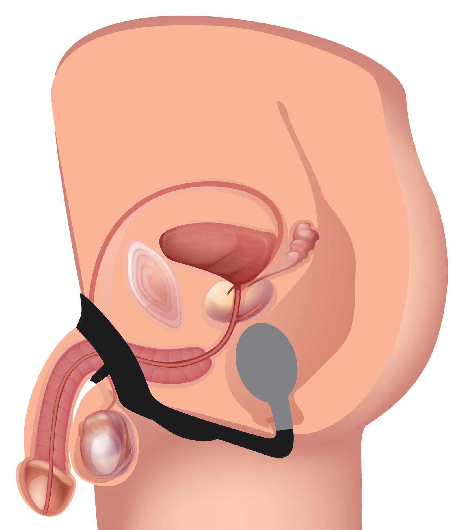 ag561-diagram-001 AG561 10X P-Bomb Silicone Cock and Ball Ring with Vibrating Anal Plug